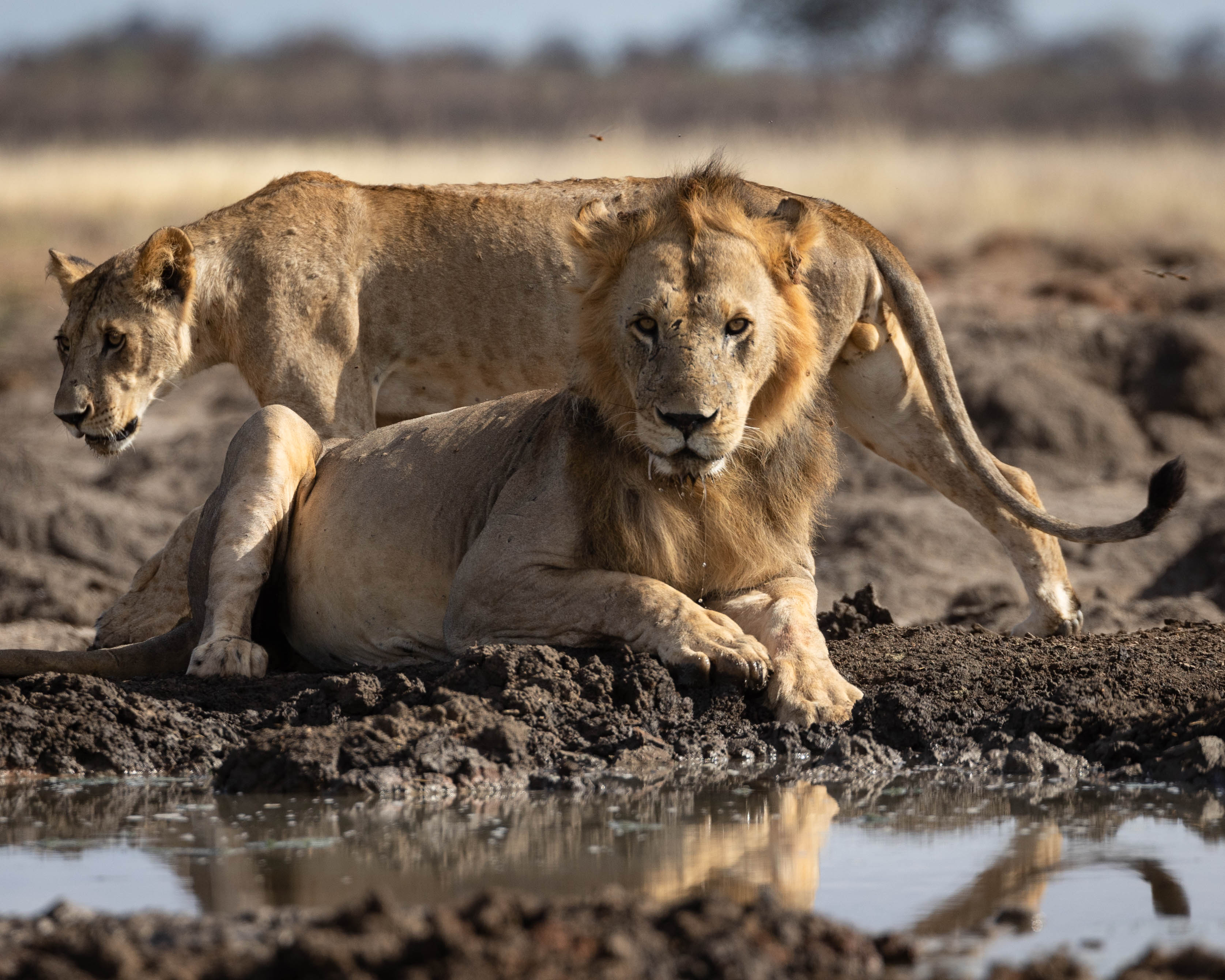 Tsavo