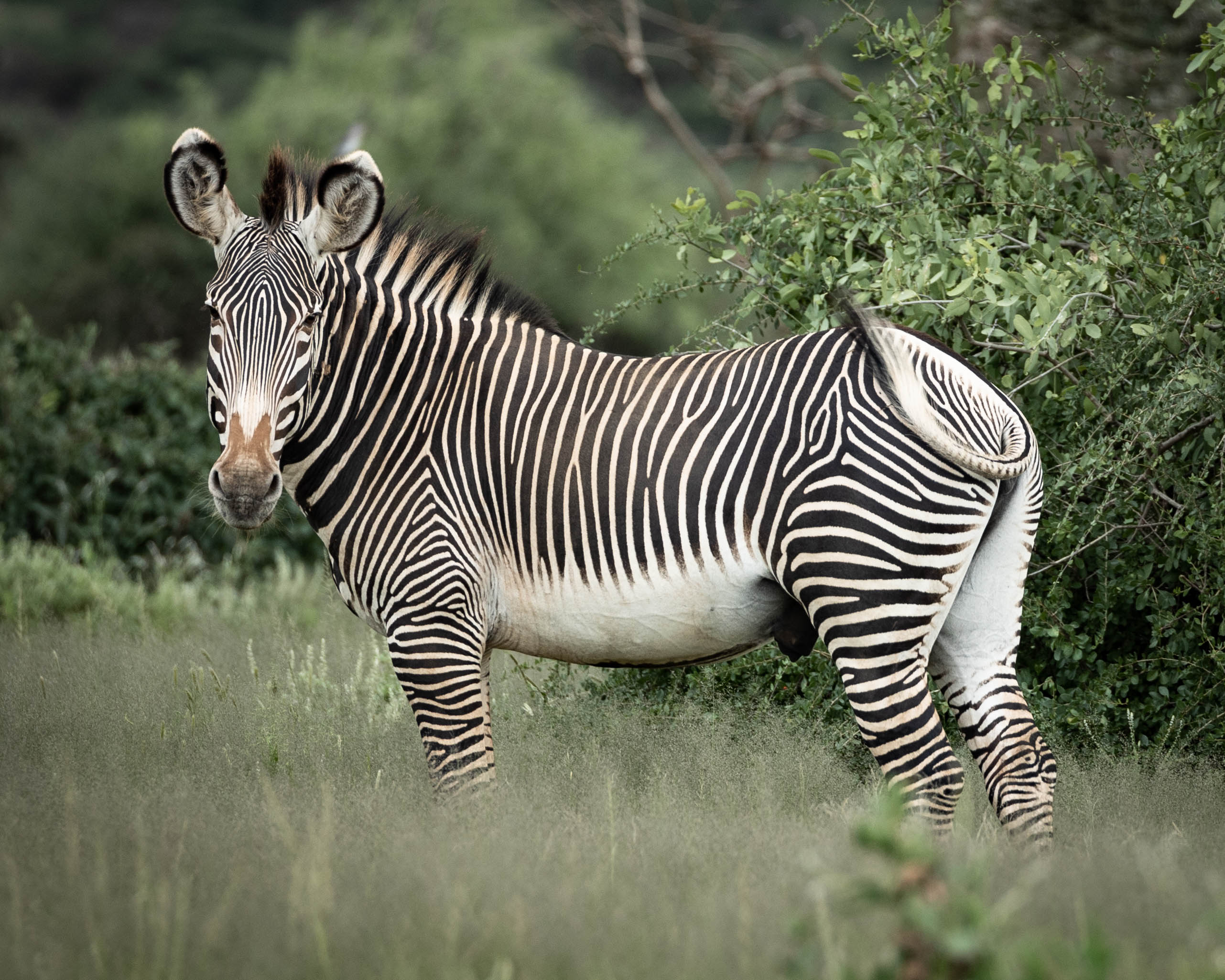 Samburu